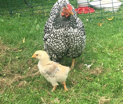 french wheaten marans chicks